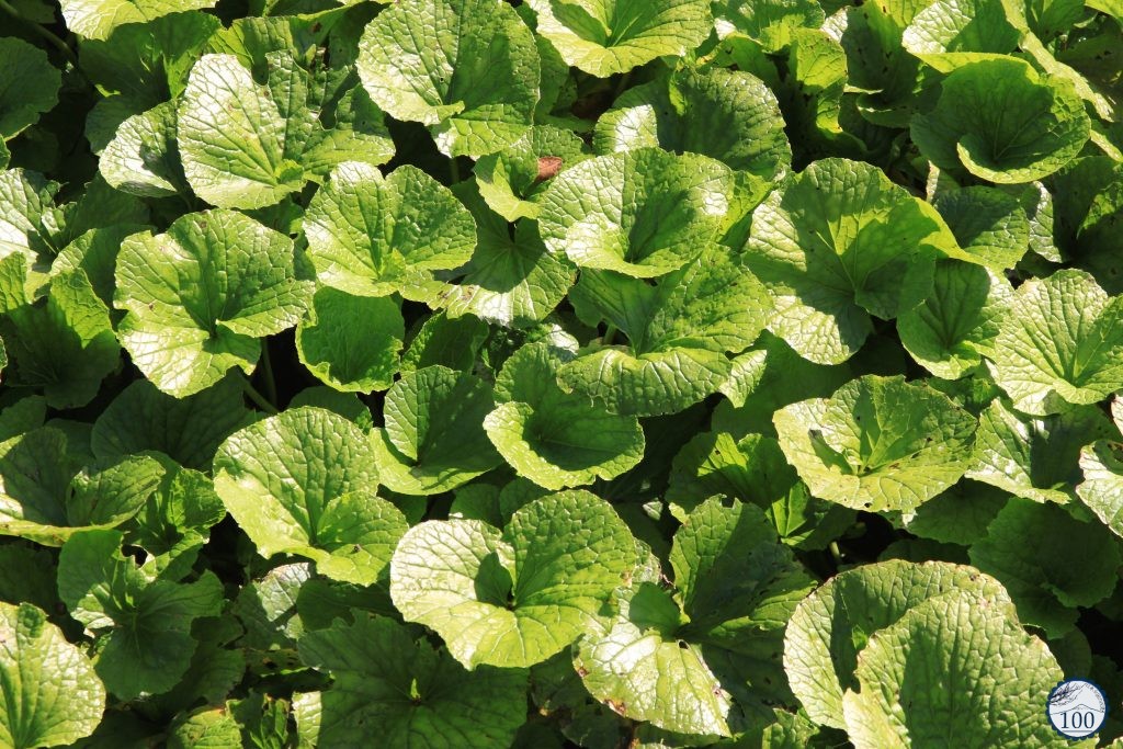 Aux racines du wasabi authentique à Utogi - Nippon100