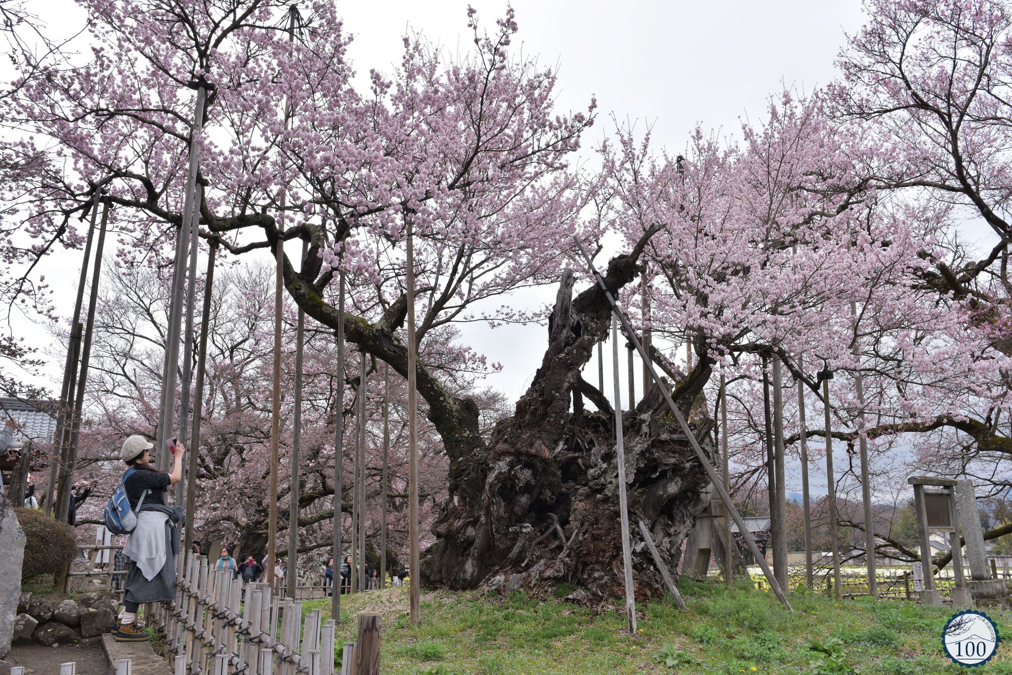 [Photos] Here is Jindaizakura, Japan's oldest cherry tree ! Nippon100